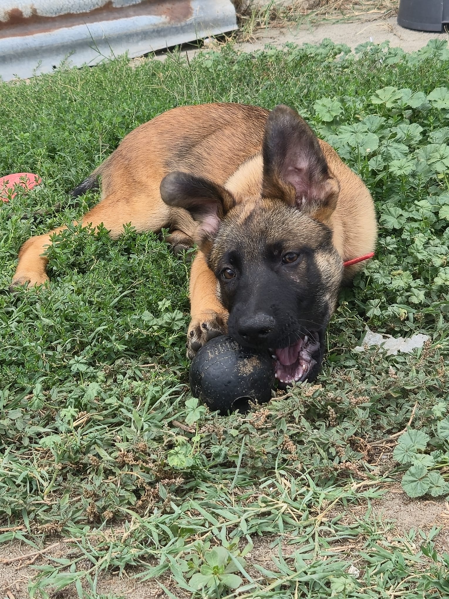 Chiot Uston x Takyra 1